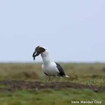 Gull swallows entire rabbit