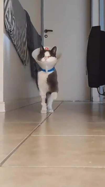 The best “cat walk” you will see today