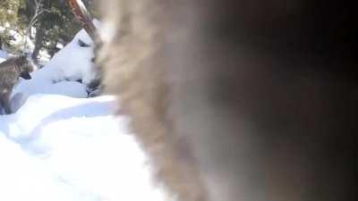 Wolf licks remote trail camera in Yellowstone National Park