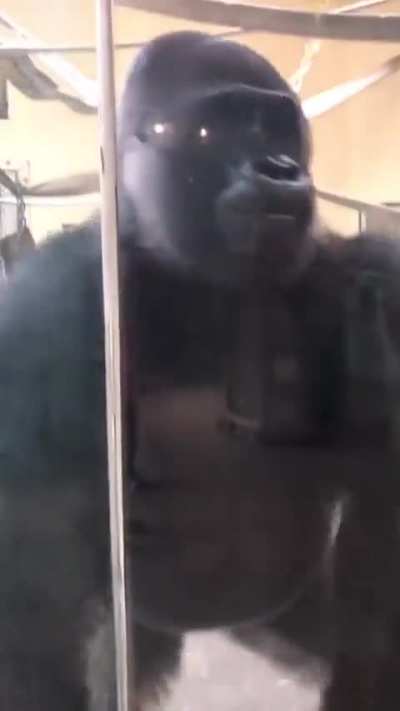The way this gorilla slides up to the glass
