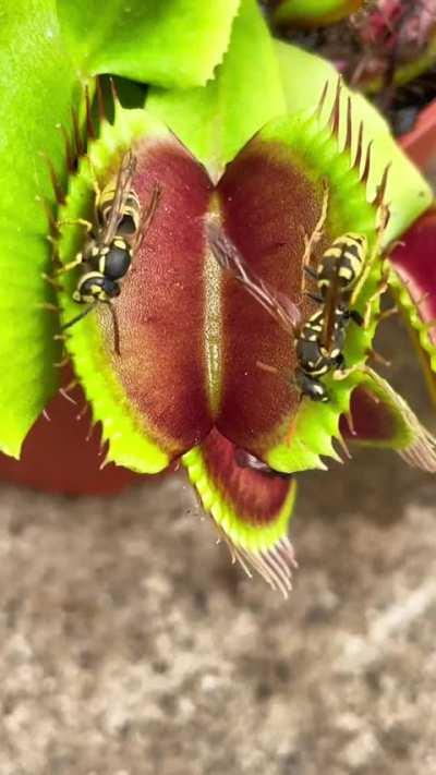 Venus flytrap captures wasps