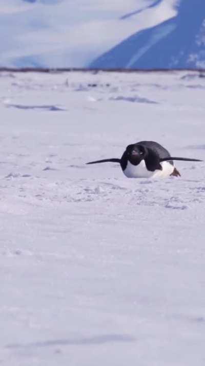 🔥 Adelie Penguins tobogganing around