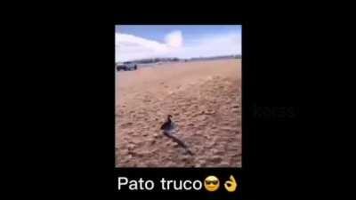 primer aporte, pato truco