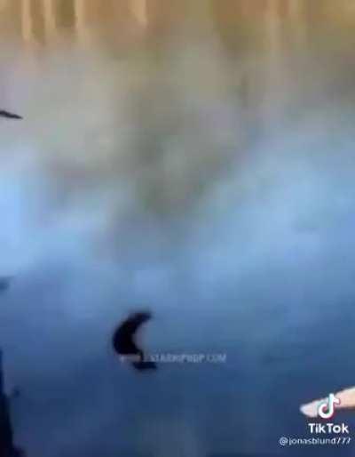 HMFT after I jump on this ropeswing.