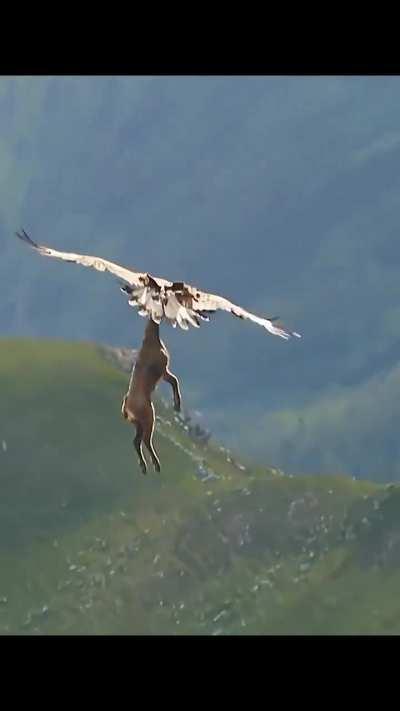 Eagle carrying an entire goat 🙄