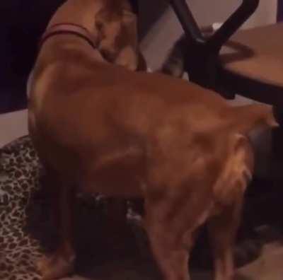 This may have been a bad idea