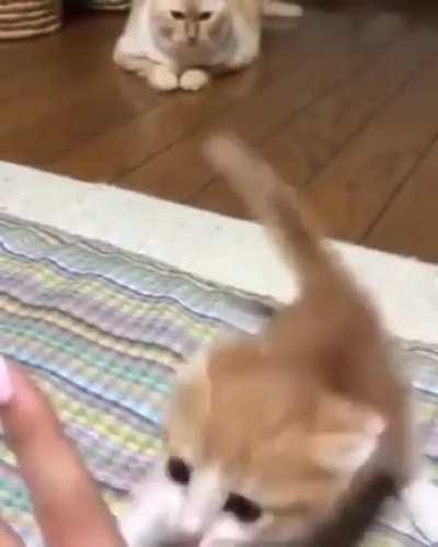 don't mess with small kitten