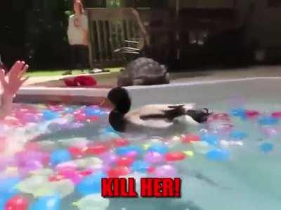 Release the Quacken!