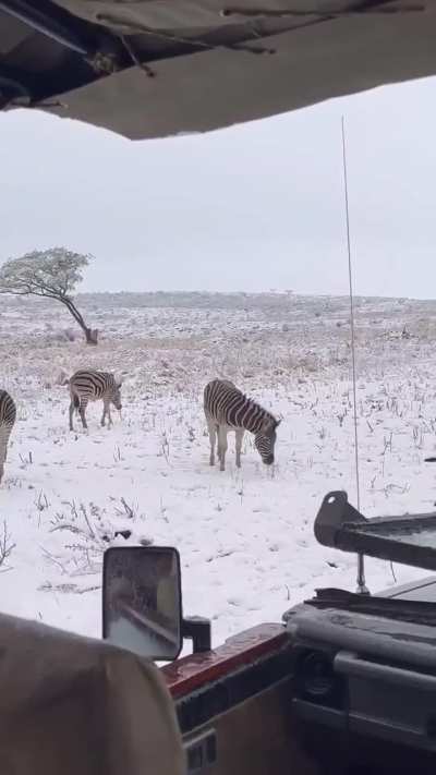🔥 Snow in South Africa