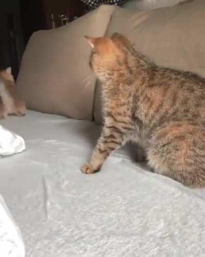 Finally, a worthy opponent