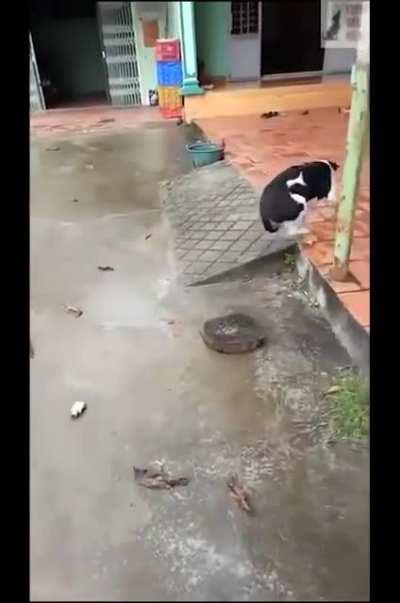 Some psycho chops off a dogs paw