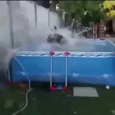 Paporri mas loco que reven 🤪🤪