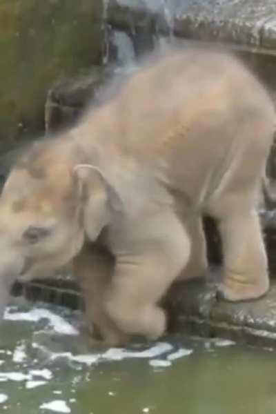 I love the dainty little steps he takes🥰