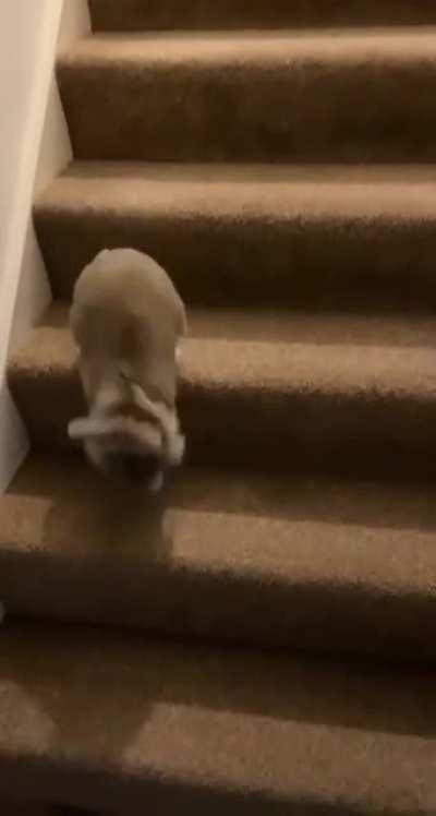 Alice heard the treats box being opened upstairs