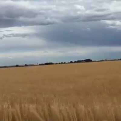 [Poetry]Corn is the best crop & wheat is worst