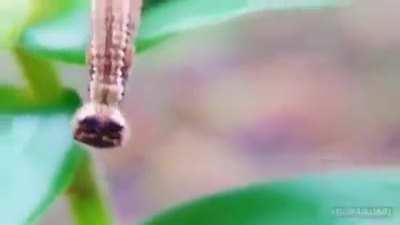 Cat-headed caterpillar