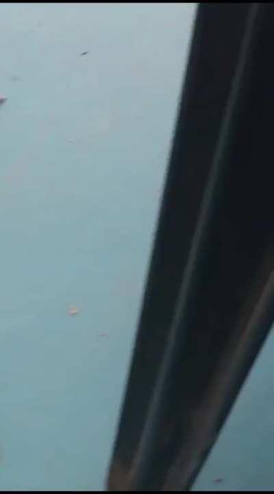 Actualización, el tolagar que se metió al comedor, aparece y fagocita más alimentos. 