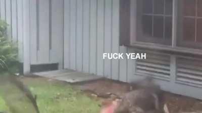 Croc at weekend barbecue [OC]