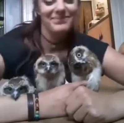 BAby owl trying to bust the move