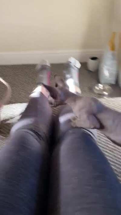 We just got two sphynx kittens and our older cat is so happy with us