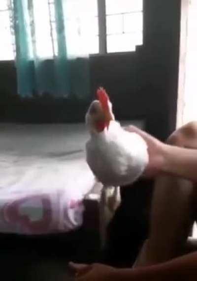 Best tank Stabilizer