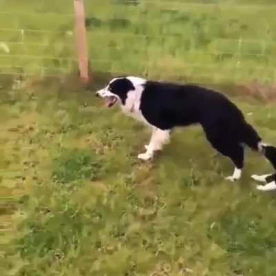 “Bring your child to work day” Border Collie edition