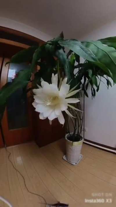 The Queen of the Night blooms once a year, at night.