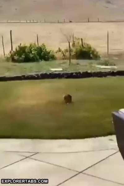 Wild Rabbit on X-Games