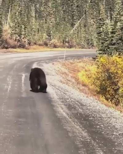 I like bear butts and I cannot lie!