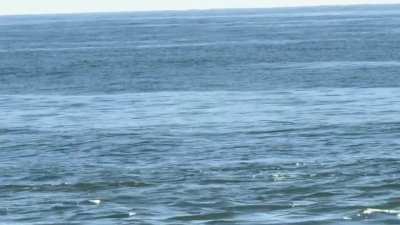 Shark or sunfish (mola mola)? Long Branch, New Jersey