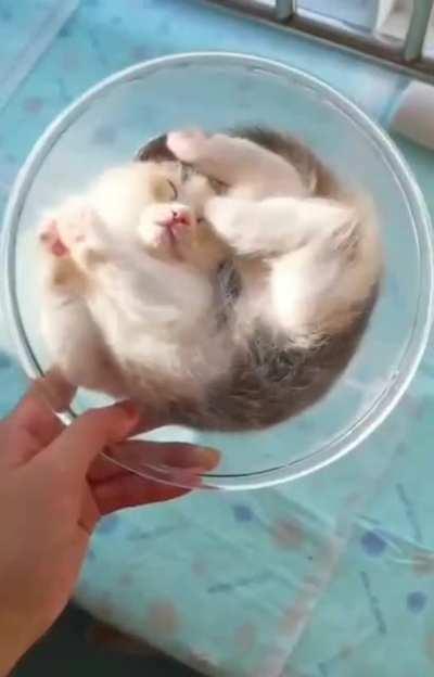 Mr. Pretzel is resting