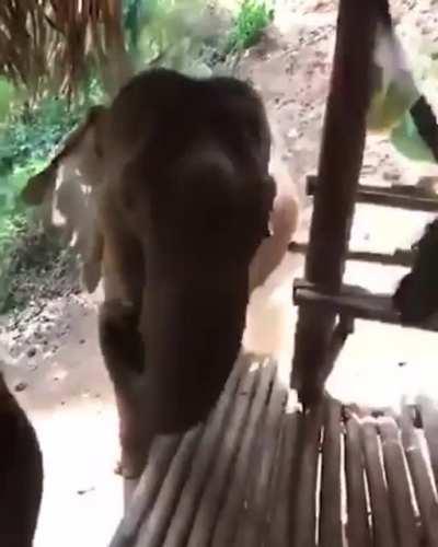 HMC while I invade an elephant’s personal space