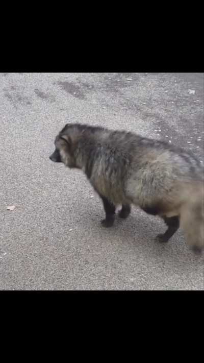 The Japanese raccoon dog.