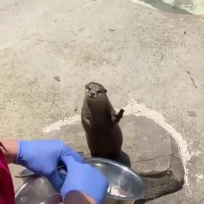 River otter plays air guitar
