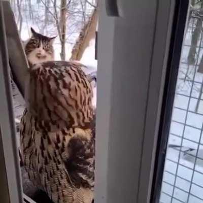 The smallest feline is a masterpiece