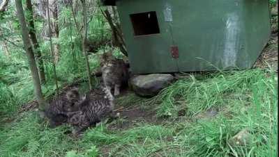 Smool scotish wildcat kittenss