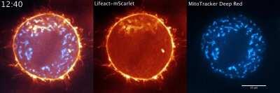 Animal cells mix up their mitochondria (blue) with a swirling wave of actin (orange) just before dividing.