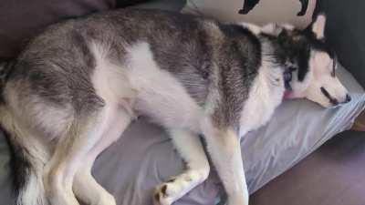HELP! rescue husky continues to have these intense nightmares. More info in the comments...