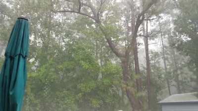 My backyard in Orlando