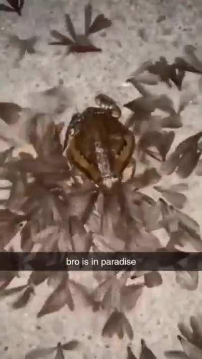 Счастливый жаб