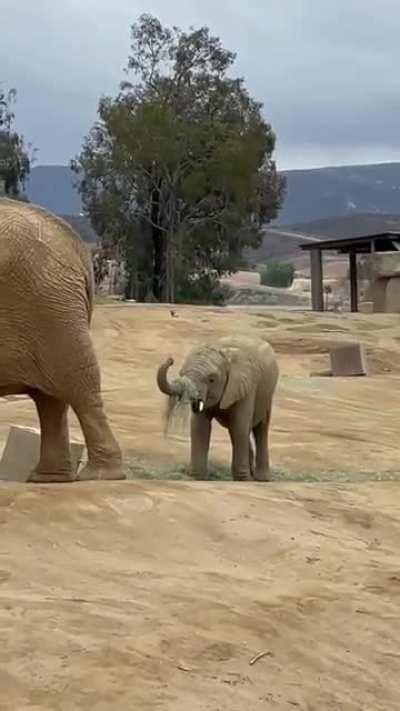 Baby elephant gives himself a grass hat