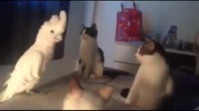 Not sure if the car was startled, but I would after a demon screamed at me like that