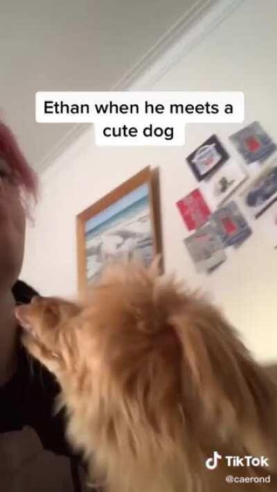 This is my first post on reddit guys hiiiii, but this video makes me laugh | cc: @caerond on tik tok