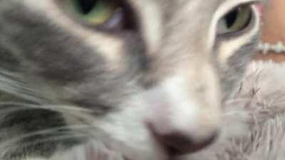 One of our foster kittens from a few years back! This is “Snicks.” She was a foster fail because my brother kept her :) She is a very hard working bread chef 👌