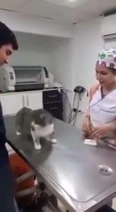Cat to the vet? Cat to the pets!