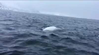 Sea dog playing fetch