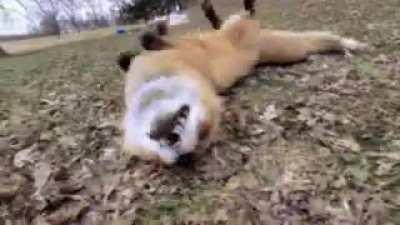 Yay Foxxo is on a roll!