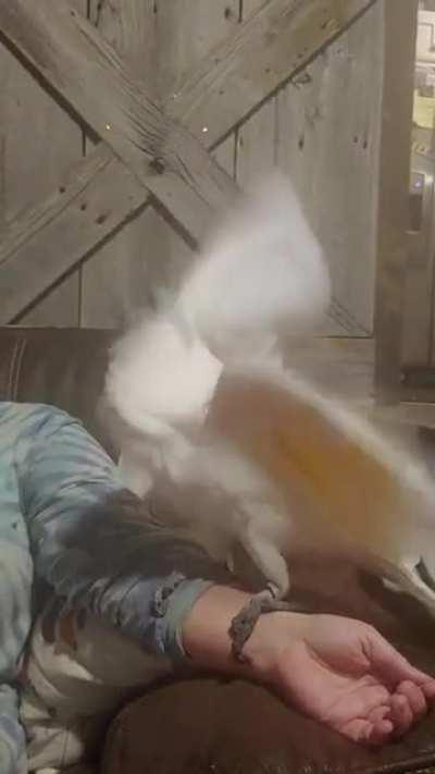 Well. Accidentally discovered Hobson's favorite jam!