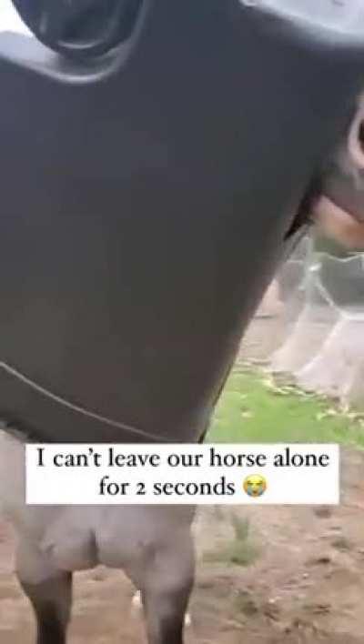 “I’m the coolest horse on the planet, with my new helmet” 🤣