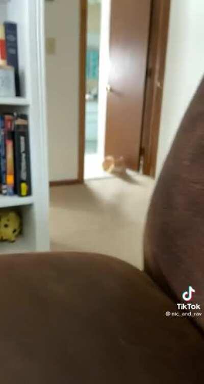 Vicious sneak attack